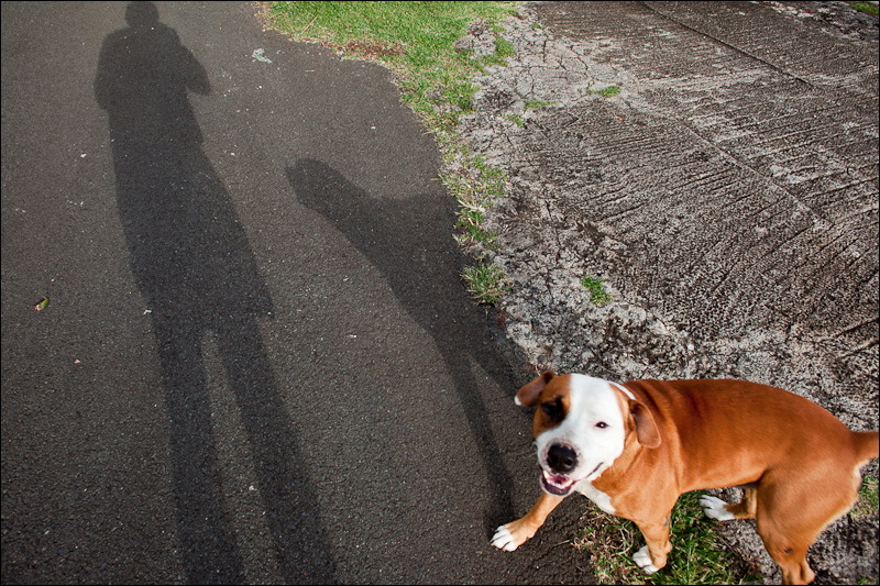 dogs0327-5.jpg