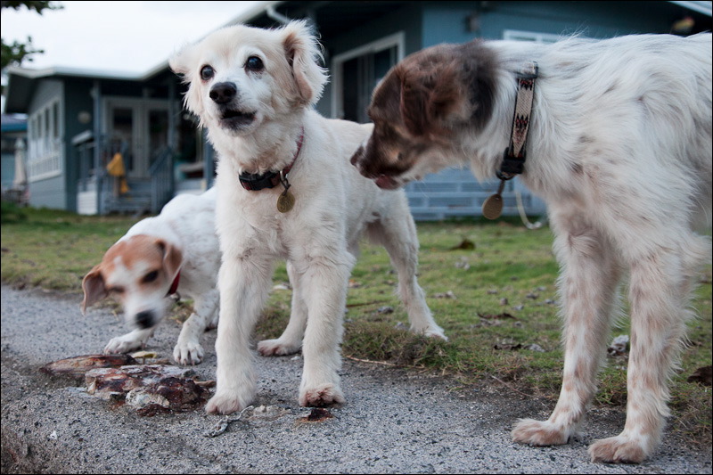 dogs0327-6.jpg