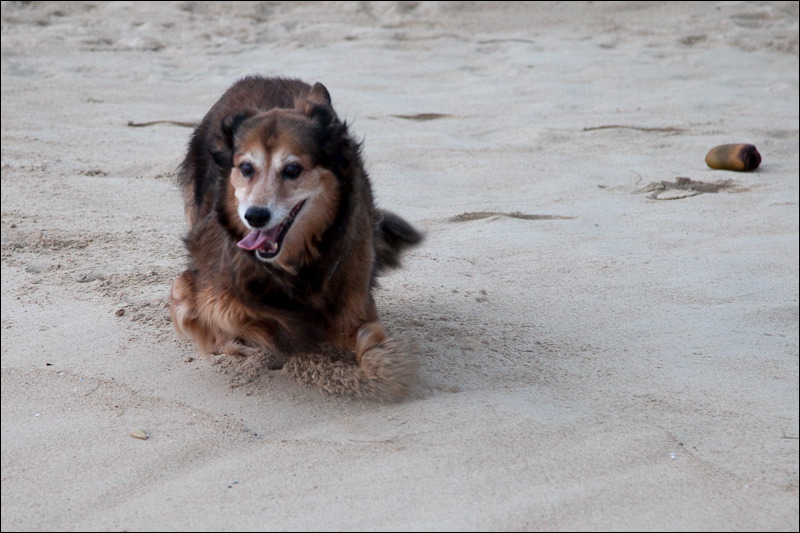 dogs0327-8.jpg