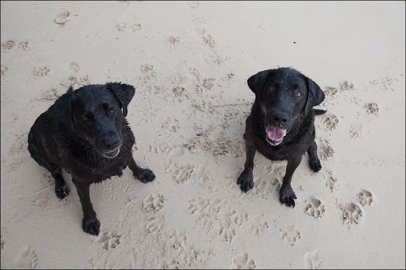 dogs0327-9.jpg