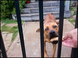 dogs-1