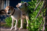 dogs-10