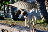 dogs-11