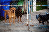 dogs-12