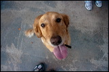 dogs-13