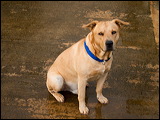 dogs-14