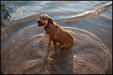 dogs-15