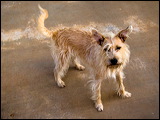 dogs-16