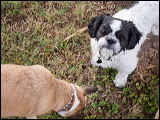 dogs-18
