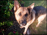 dogs-19
