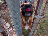 dogs-2