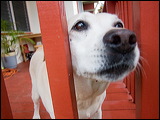 dogs-3