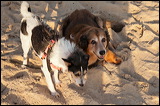 dogs-5