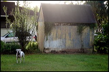 dogs-6