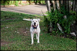 dogs-7