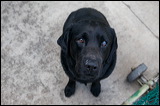 dogs-8