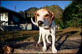 dogs-9