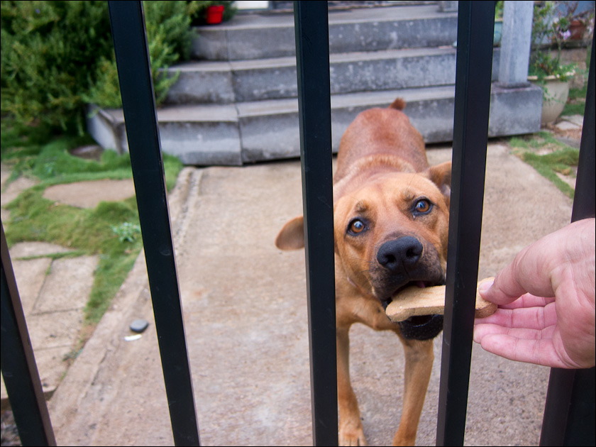 dogs-1.jpg