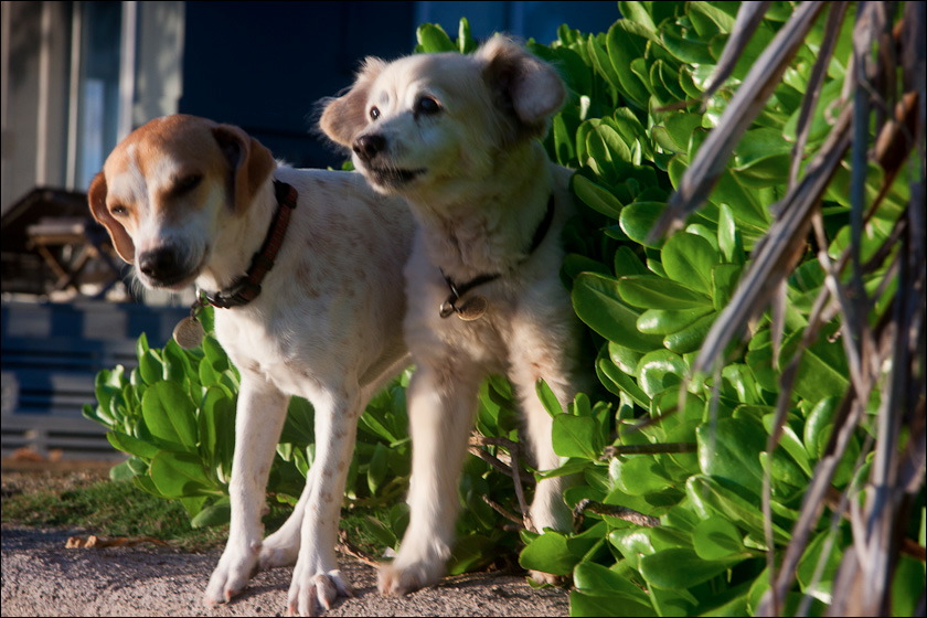 dogs-10.jpg