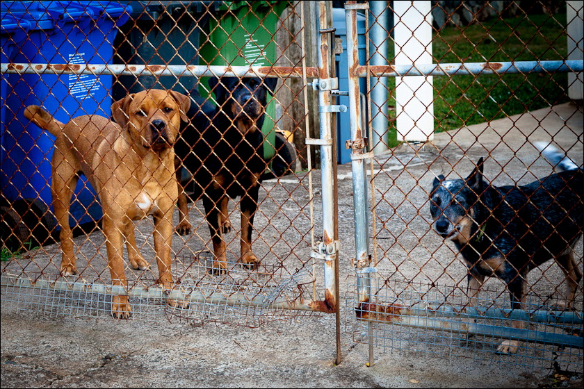 dogs-12.jpg