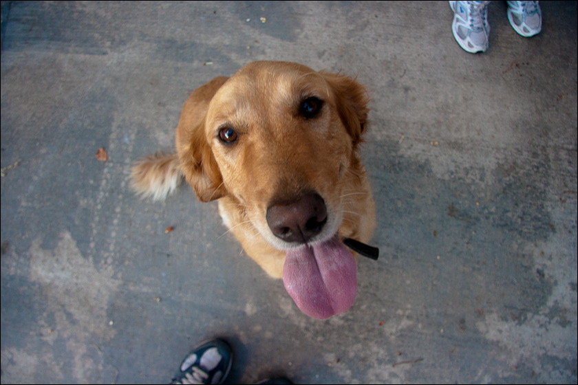 dogs-13.jpg