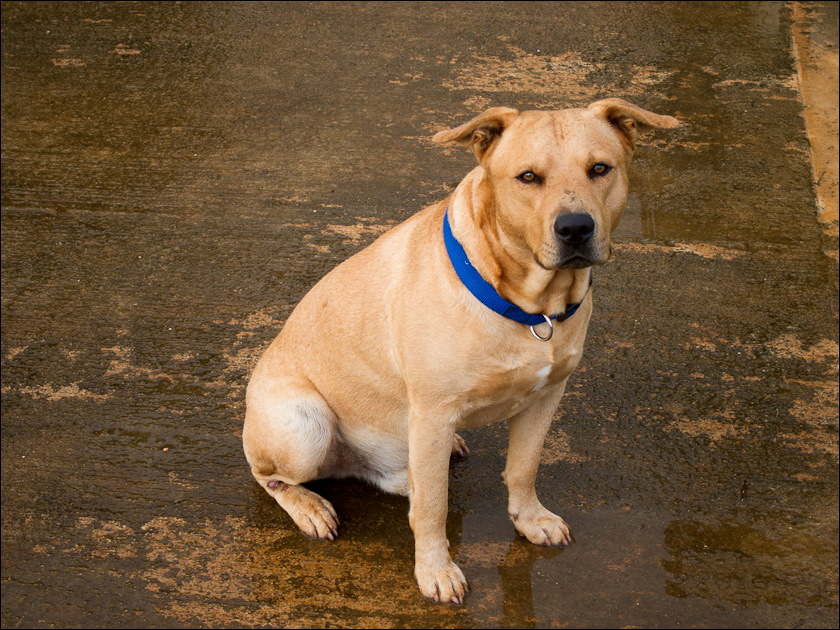 dogs-14.jpg