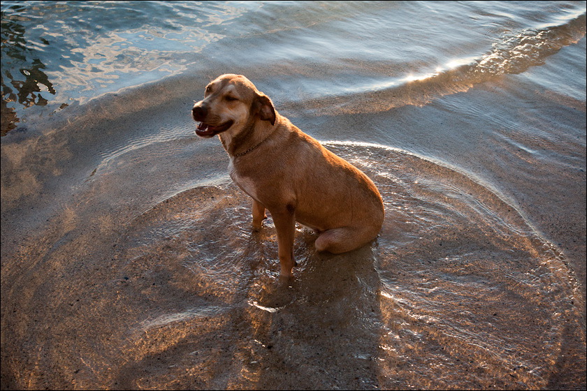 dogs-15.jpg