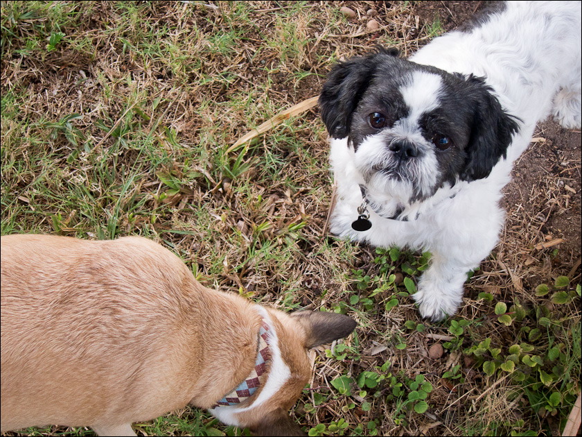 dogs-18.jpg