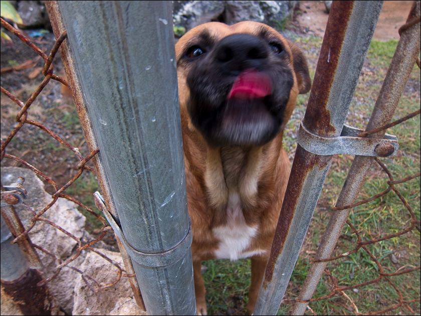 dogs-2.jpg