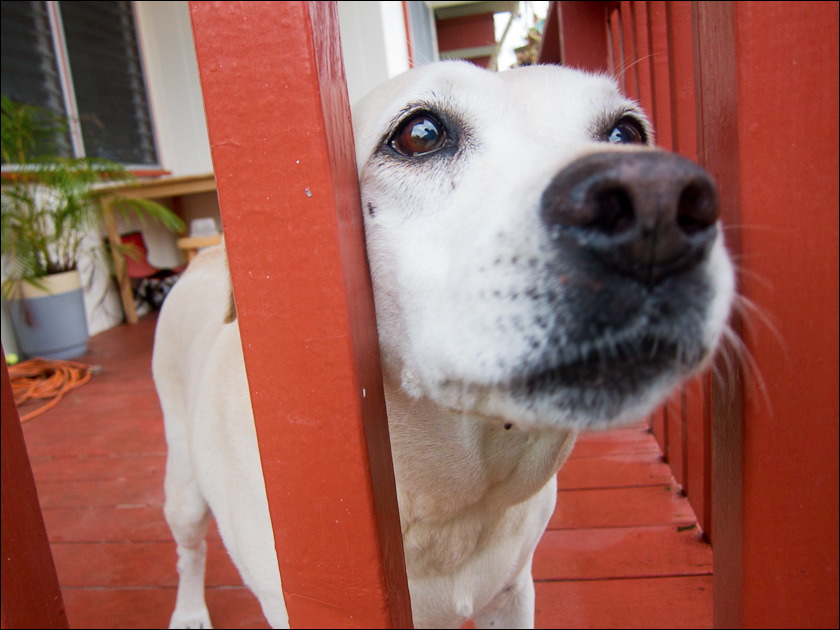 dogs-3.jpg