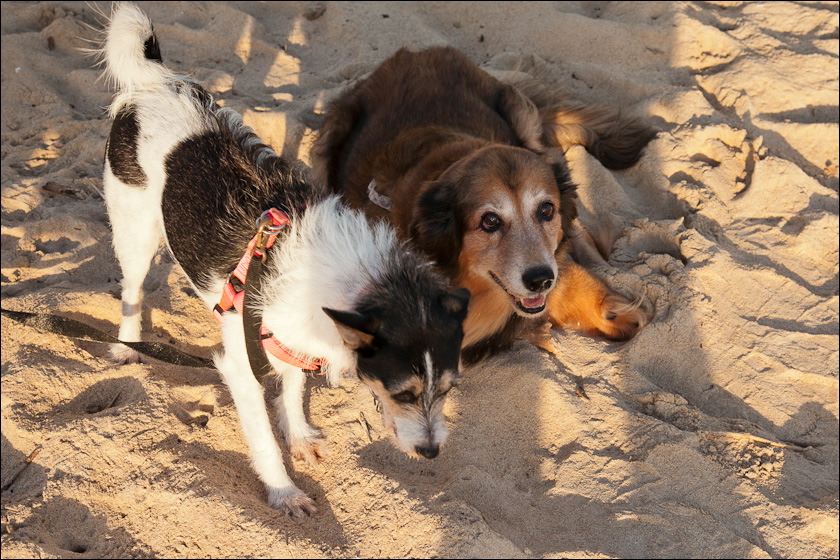 dogs-5.jpg