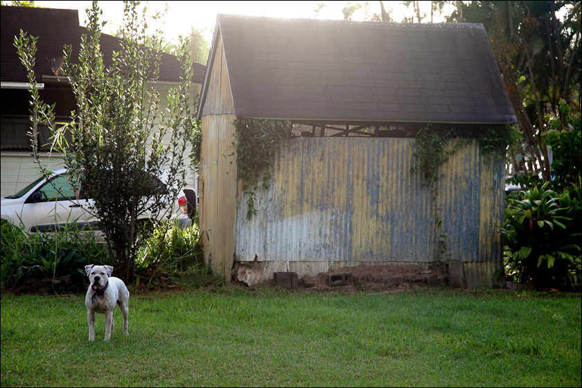 dogs-6.jpg