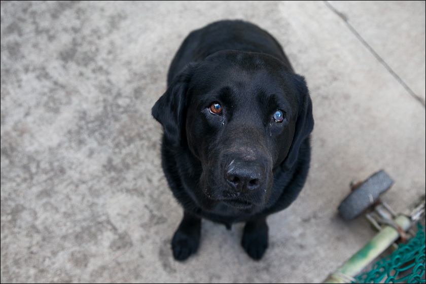 dogs-8.jpg