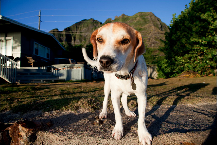 dogs-9.jpg