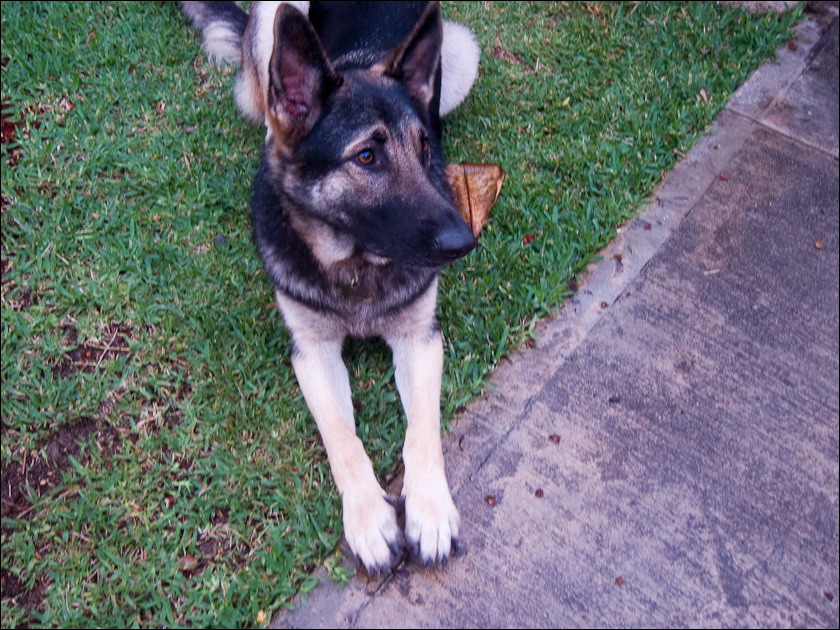 dogs-1.jpg