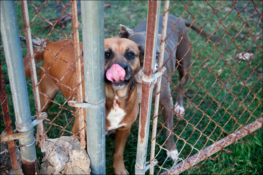 dogs-10.jpg