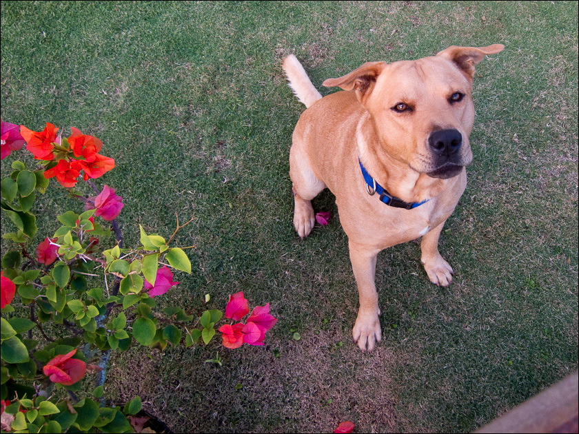 dogs-12.jpg