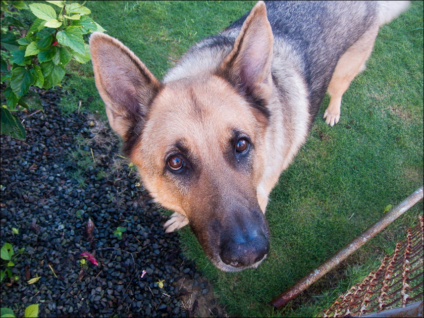 dogs-13.jpg