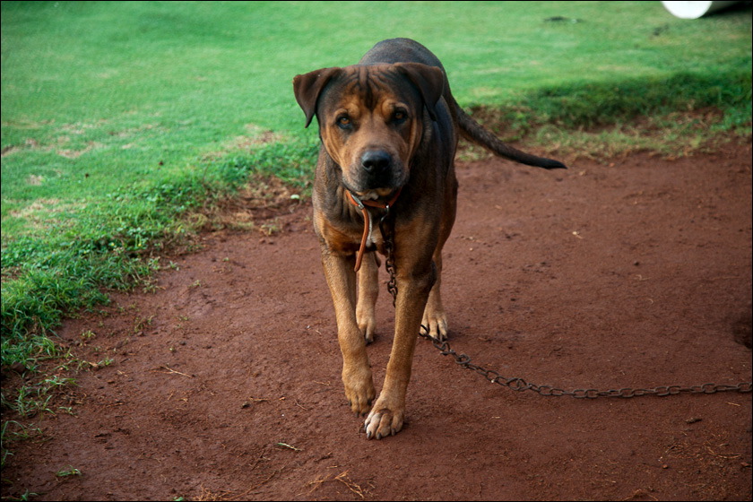 dogs-14.jpg