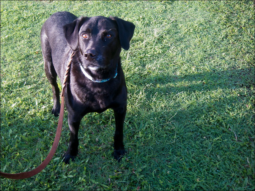 dogs-15.jpg