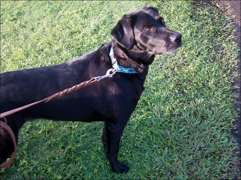 dogs-16.jpg
