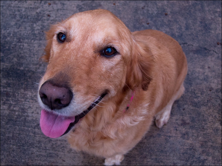 dogs-2.jpg