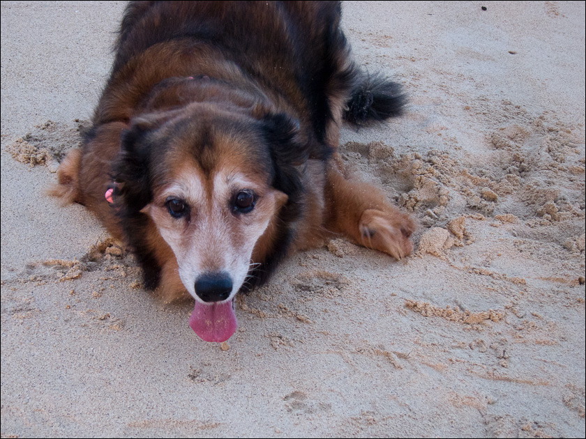 dogs-4.jpg