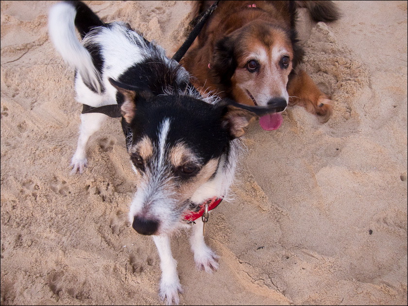 dogs-5.jpg