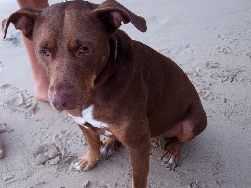 dogs-6.jpg