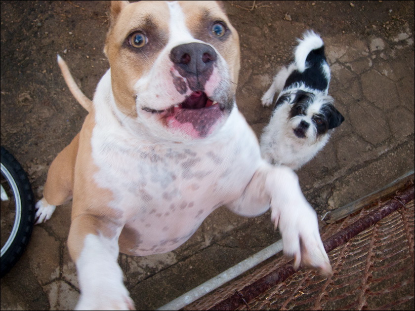 Dogs