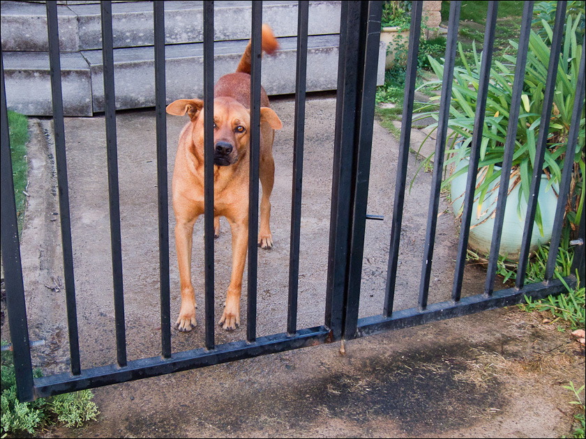 dogs-8.jpg