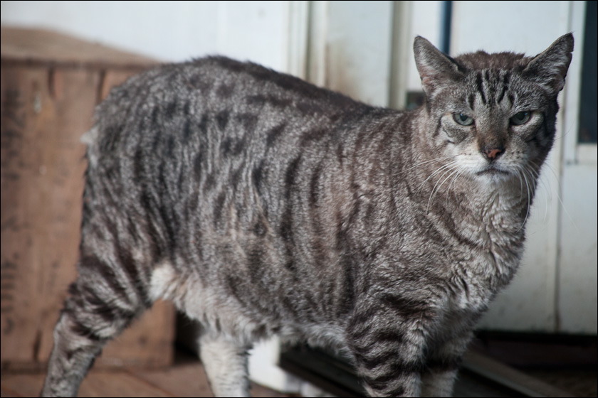 cats-2.jpg