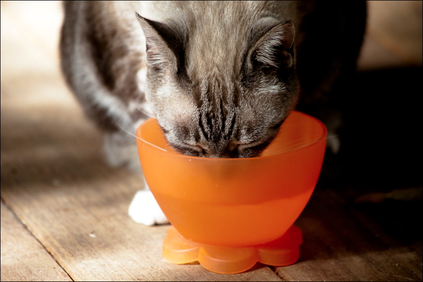 cats-3.jpg