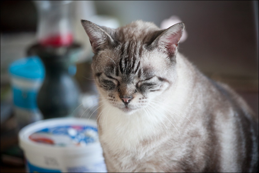 cats-4.jpg